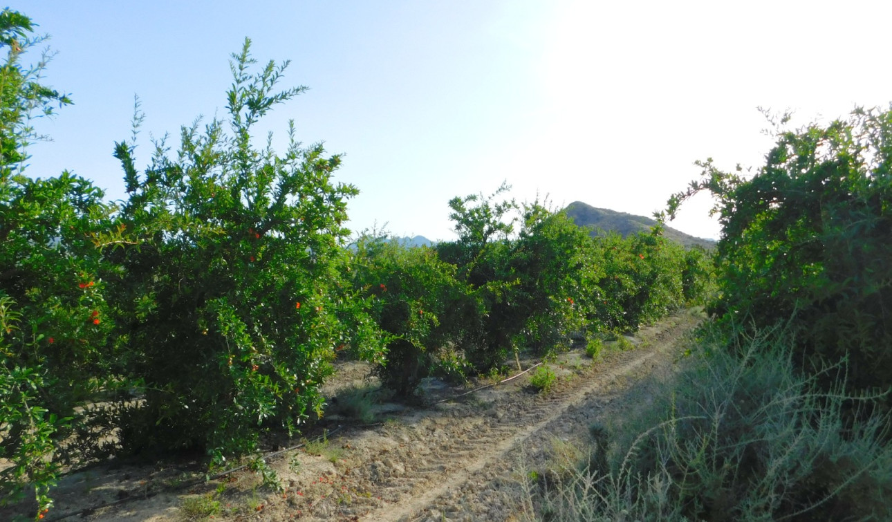 Revente - Parcelle / Terrain - Torremendo