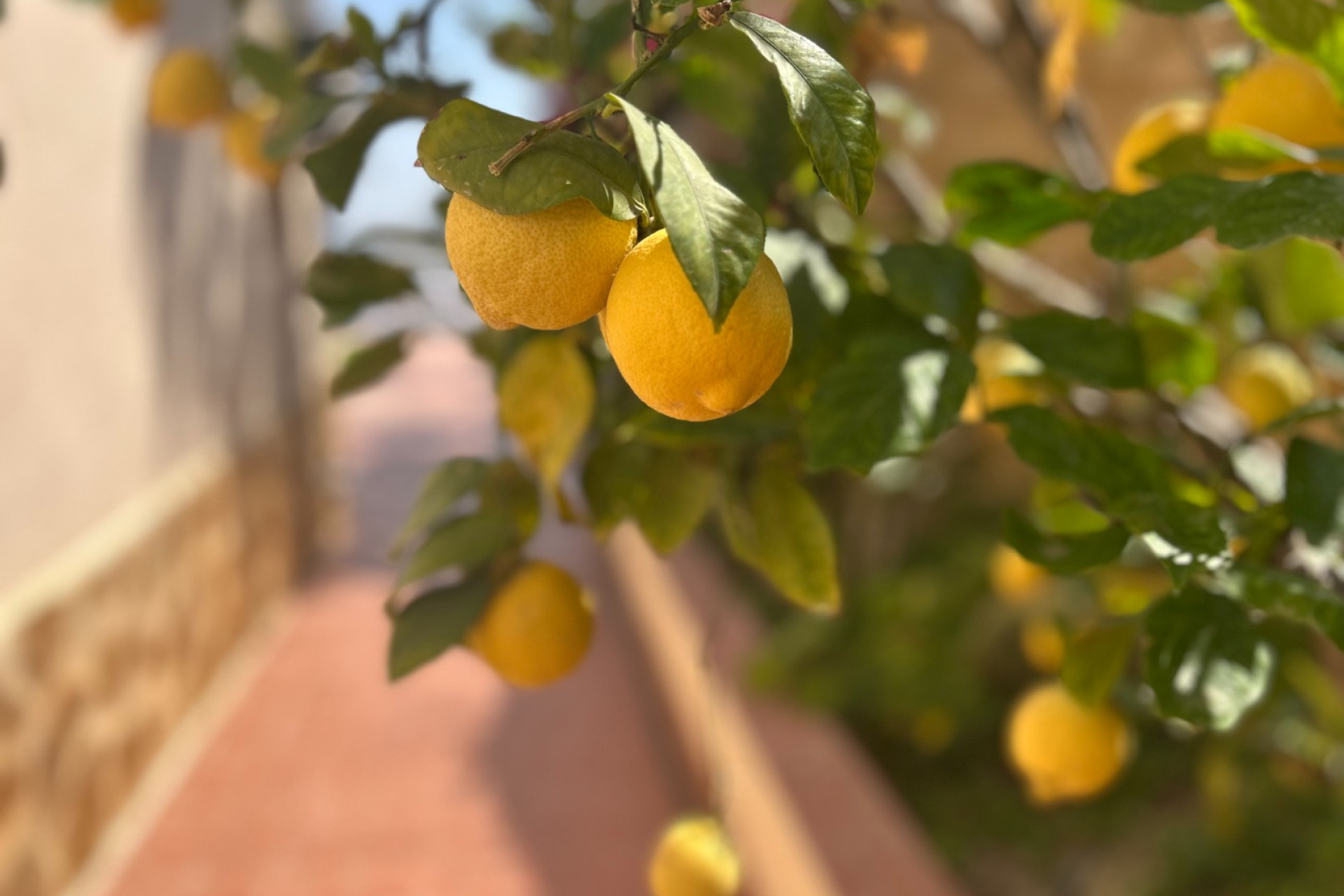 Revente - Villa Individuelle - Algorfa - Lomas de Juliana