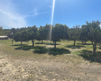 Revente - Villa Individuelle - Guardamar del Segura - Valencian Community