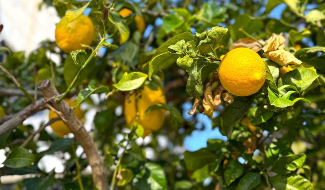 Revente - Villa Individuelle - Orihuela Costa - Villamartín