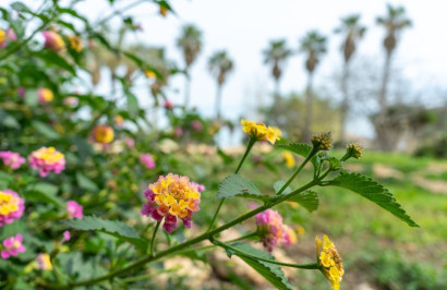 Resale - Detached Villa - Los Altos