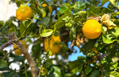 Reventa - Villa independiente - Orihuela Costa - Villamartín