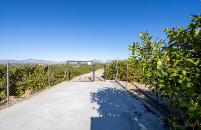 Revente - Finca / Propriété de campagne - Orihuela - La Matanza